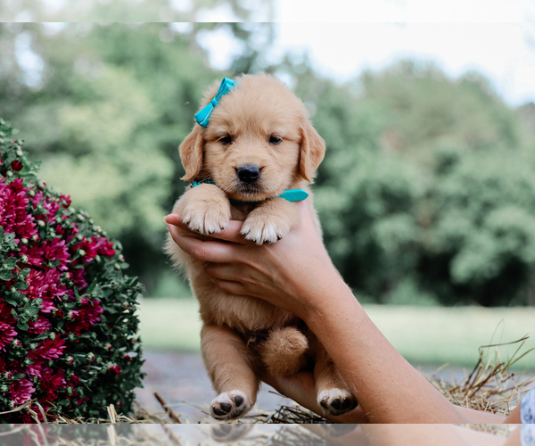 Medium Photo #4 Golden Retriever Puppy For Sale in LIBERTY, KY, USA