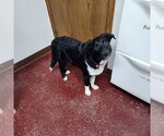 Small Photo #2 Border Collie Puppy For Sale in Fargo, ND, USA