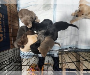 Labrador Retriever Puppy for Sale in SHELBYVILLE, Indiana USA