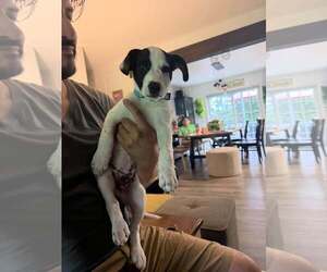 Ray - JRT/Pittie puppies - Male American Pit Bull Terrier-Jack Russell Terrier Mix Dog for Adoption - Photo #10