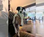 Small Photo #10 American Pit Bull Terrier-Jack Russell Terrier Mix Puppy For Sale in Oakhurst, NJ, USA
