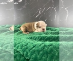 Small #6 Boston Terrier
