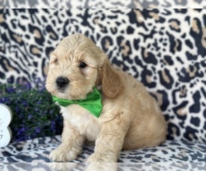 Goldendoodle (Miniature) Dog for Adoption in LANCASTER, Pennsylvania USA