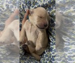 Small #1 Golden Retriever