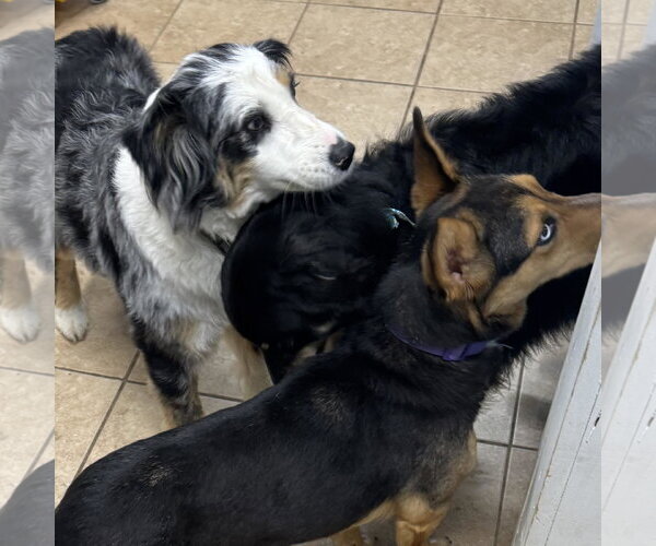 Medium Photo #6 Australian Shepherd Puppy For Sale in Overland Park, KS, USA