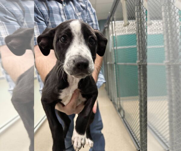 Medium Photo #3 Pointer-Unknown Mix Puppy For Sale in Woodbury, NY, USA