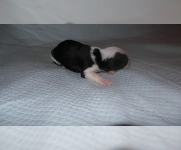 Medium Photo #4 Border Collie Puppy For Sale in AIKEN, SC, USA