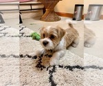 Small Morkie