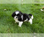 Small #4 Shih Tzu