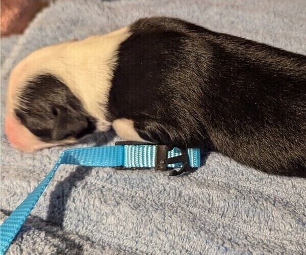 Medium Photo #3 Australian Shepherd Puppy For Sale in SYLVA, NC, USA