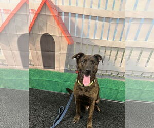 Black Mouth Cur-Holland Shepherd Mix Dogs for adoption in Euless, TX, USA