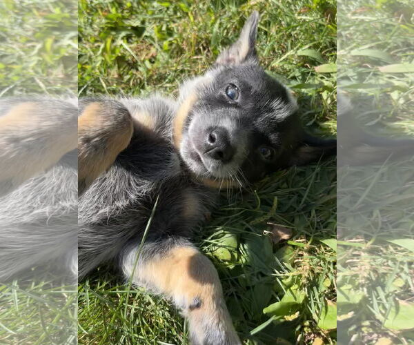 Medium Photo #2 Mutt Puppy For Sale in Garden City, NY, USA