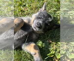 Small #1 Mutt