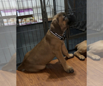 Small Photo #3 Cane Corso Puppy For Sale in CLINTON, MD, USA