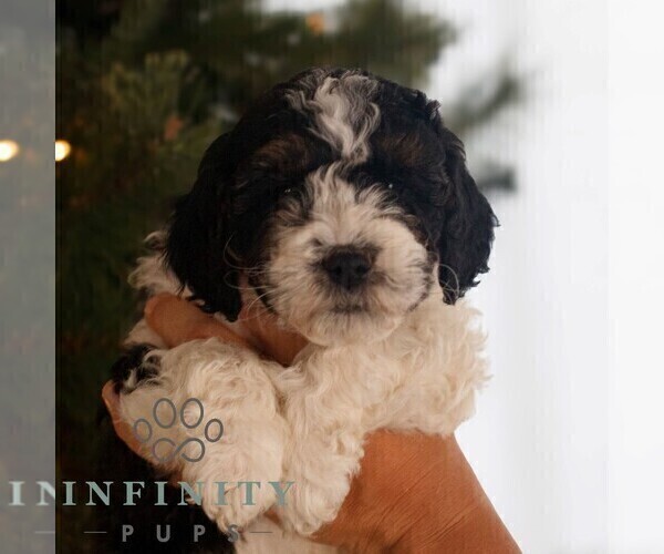 Medium Photo #3 Bernedoodle (Miniature) Puppy For Sale in NEW HOLLAND, PA, USA