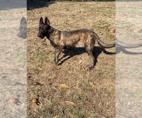 Medium Photo #6 Holland Shepherd Puppy For Sale in Imlay City, MI, USA