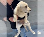 Small Photo #5 Golden Labrador Puppy For Sale in COLORADO SPRINGS, CO, USA