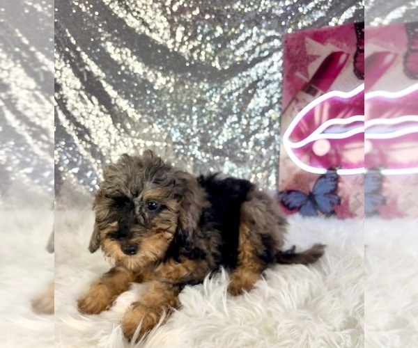 Medium Photo #2 Bernedoodle (Miniature) (+ Poodle Miniature) Puppy For Sale in INDIANAPOLIS, IN, USA