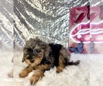 Whistles - Male Bernedoodle (Miniature) (+ Poodle Miniature) Puppy for Sale - Photo #2