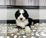 Small #6 Miniature Bernedoodle