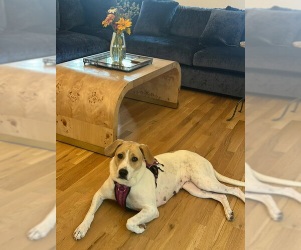 Medium Photo #2 Mutt Puppy For Sale in Shelburne, VT, USA