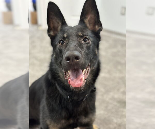 Medium Photo #1 German Shepherd Dog Puppy For Sale in COLUMBIA, MD, USA