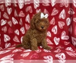 Small #7 Goldendoodle (Miniature)