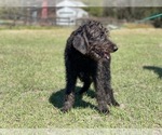 Small Photo #4 Australian Cattle Dog-Border Collie Mix Puppy For Sale in LAKELAND, FL, USA