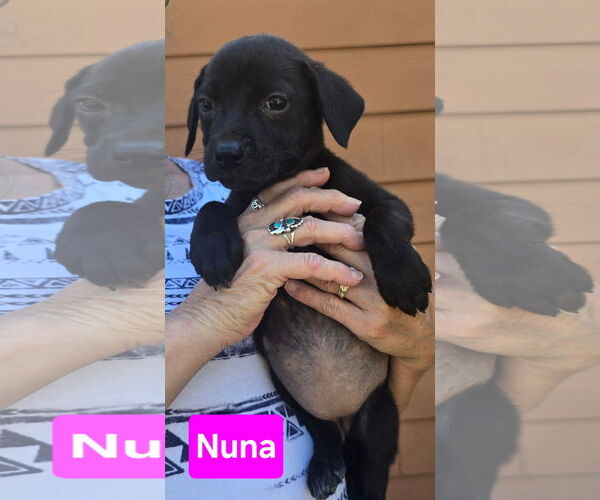 Medium Photo #3 Labrador Retriever-Unknown Mix Puppy For Sale in Alexander, AR, USA