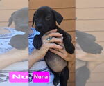 Small #2 Labrador Retriever Mix