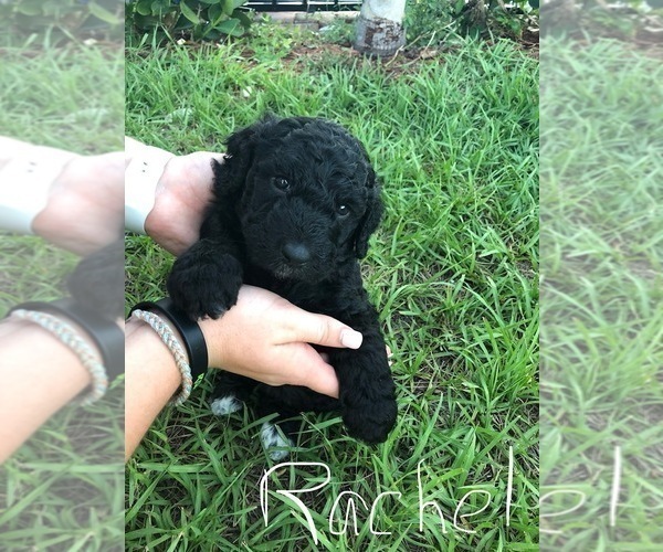 Medium Photo #2 Labradoodle Puppy For Sale in PLACIDA, FL, USA