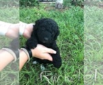 Small Photo #2 Labradoodle Puppy For Sale in PLACIDA, FL, USA