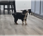 Puppy Puppy 2 Tip Miniature Australian Shepherd