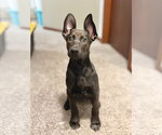 Small Photo #2 Shepradors Puppy For Sale in Minneapolis, MN, USA