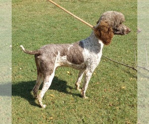 Poodle (Standard) Dog for Adoption in CHANUTE, Kansas USA