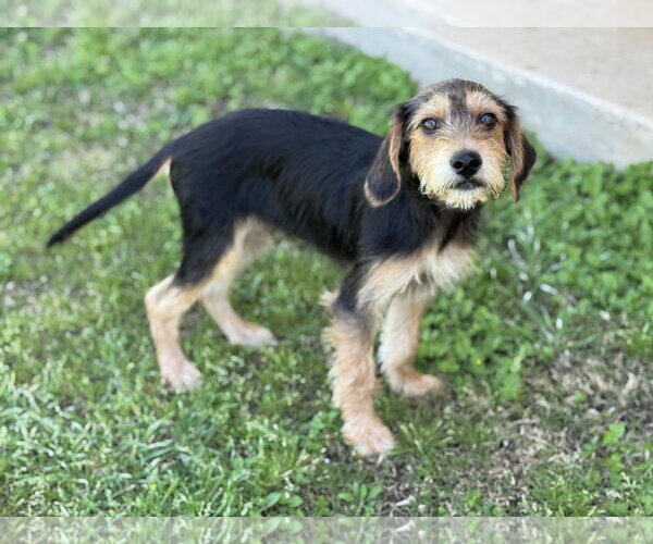 Medium Photo #19 Beagle-Unknown Mix Puppy For Sale in PIPE CREEK, TX, USA