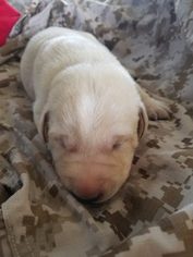 Labrador Retriever Puppy for sale in SAINT CLOUD, WI, USA
