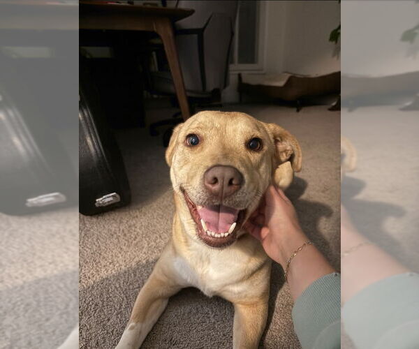 Medium Photo #3 American Staffordshire Terrier-Labrador Retriever Mix Puppy For Sale in Winston Salem, NC, USA