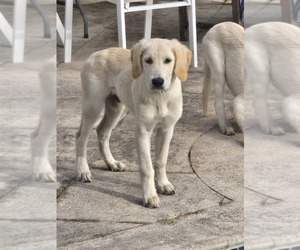 Medium English Cream Golden Retriever