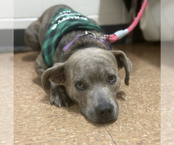 Medium Photo #6 Boxer-Unknown Mix Puppy For Sale in Gilberts, IL, USA