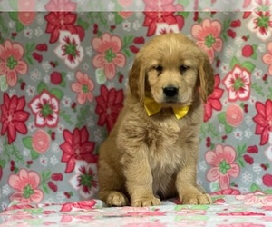Golden Retriever Puppy for sale in LANCASTER, PA, USA