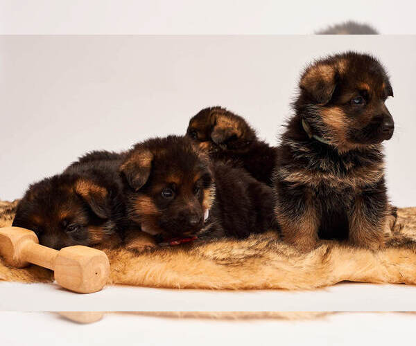 Medium Photo #18 German Shepherd Dog Puppy For Sale in ALICE, TX, USA