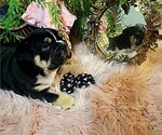 Small Photo #7 Bulldog Puppy For Sale in CALDWELL, TX, USA