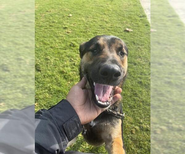 Medium Photo #1 German Shepherd Dog Puppy For Sale in Riverside, CA, USA