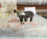 Small Photo #2 Boston Terrier Puppy For Sale in MOUNT STERLING, OH, USA