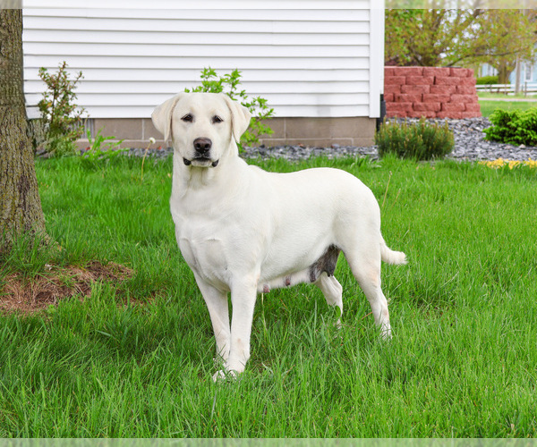 Medium Photo #1 Labrador Retriever Puppy For Sale in SYRACUSE, IN, USA