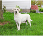 Image preview for Ad Listing. Nickname: Lacey