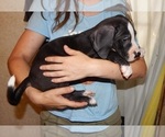 Small #3 Great Dane