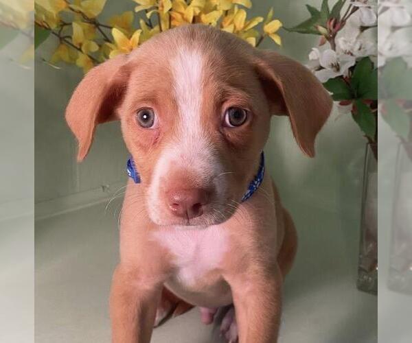 Medium Photo #2 Golden Retriever-Pembroke Welsh Corgi Mix Puppy For Sale in San Diego, CA, USA