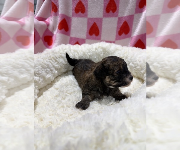 Medium Photo #4 Havapoo Puppy For Sale in GUTHRIE, KY, USA